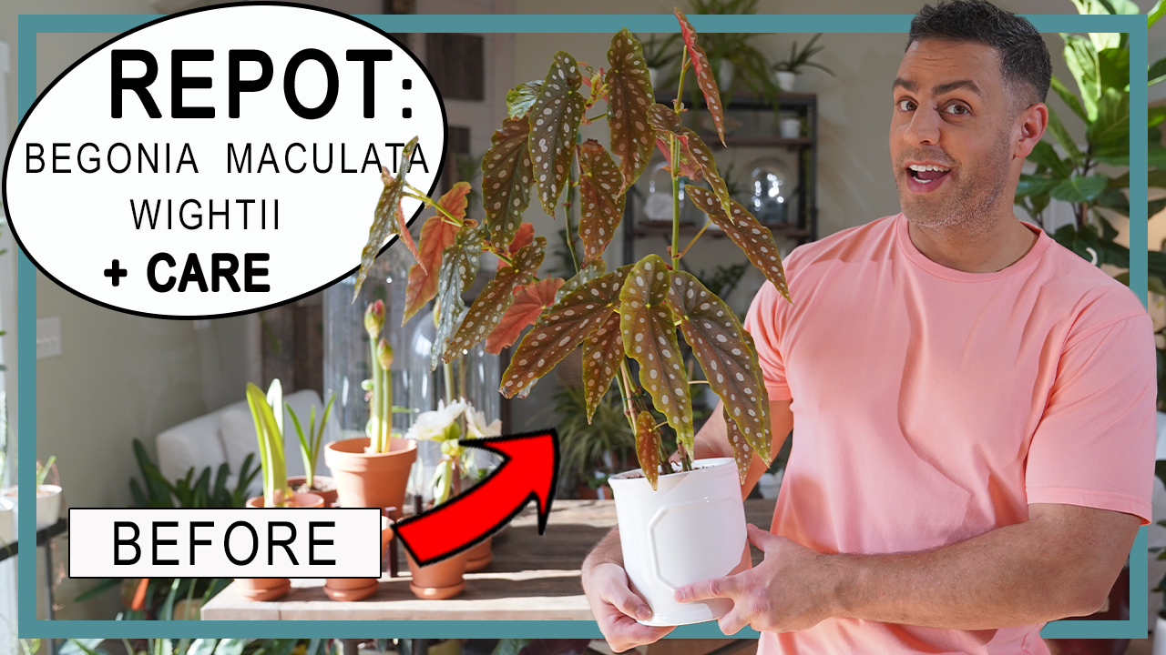 Load video: Checkout my Begonia Maculata Repot and Care Video!