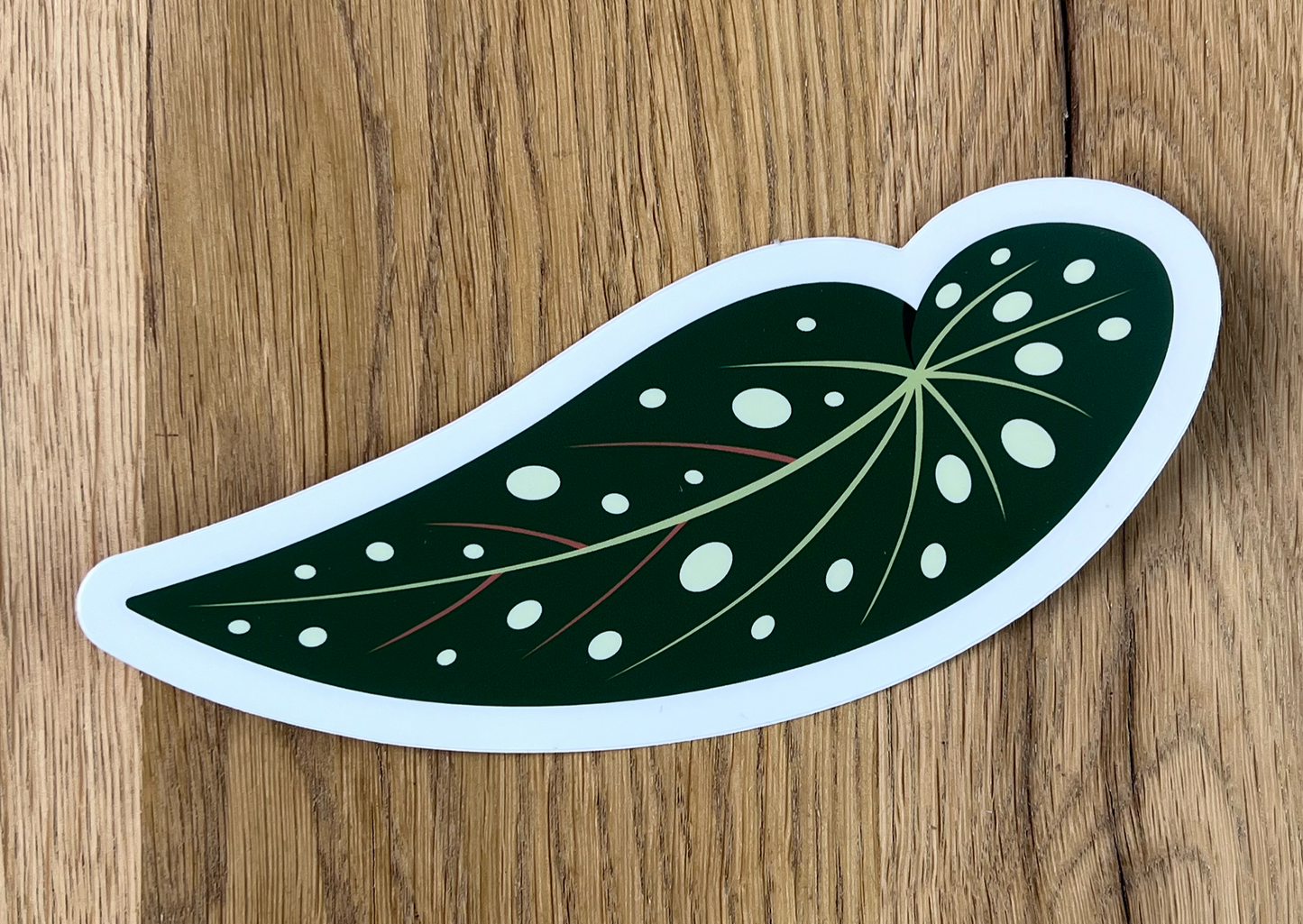 Vinyl Begonia Maculata Wightii Sticker